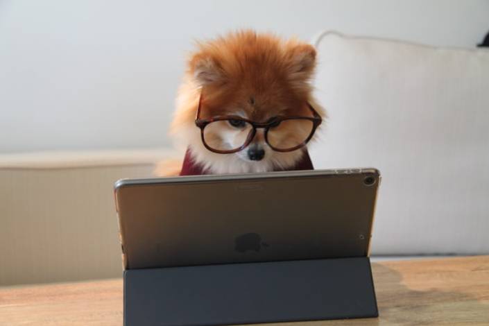 small light brown and white fluffy dog wearing glasses looking at an iPad