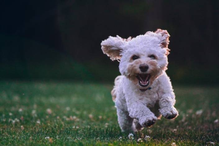 small white Maltese dog running on a field of grass with its mouth open