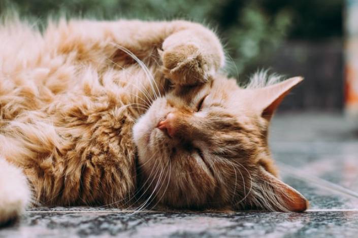 ginger cat lying down on rug