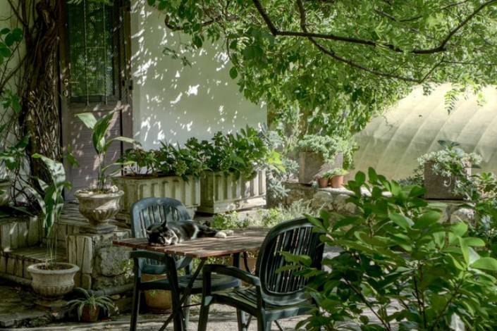 cat asleep on a table outside in a garden surrounded by plants